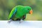 Green eclectus parrots