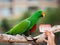 Green eclectus parrots and forpus bird.