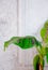 Green eco Nature bio wallpaper. Plant lover. Palm. Travel. Europe
