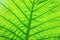Green ecological concept, green leaf close-up
