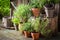 Green and ecological herbs in old clay pots