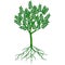Green ecological tree with roots on a white background.