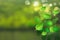 Green ecology background with leaves and shining bokeh