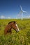 Green Ecology, wind turbines & horse