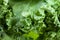 Green edges of curly kale leaf cabbage close-up