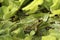 Green Edible frog and green leaves in a pond