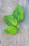 Green edible leafs sorrel