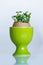 Green egg cup with eggshell growing cress