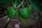 Green egg fruits and leaves