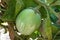 Green Eggplant big growing on the bush