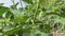 green eggplant growing on the plant in the garden