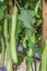 Green Eggplant hanging on tree.