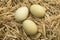 Green eggs on straw in chicken coop