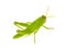 Green Egyptian grasshopper isolated on white background, Anacridium aegyptium