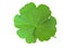 Green embossed geranium leaf on a white background and png