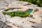 Green emerald gecko lizard sunbathing on a rock