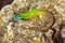 Green emerald glossy gecko lizard sunbathing on a rock