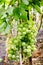 Green emerald grape bunches hanging on the branches