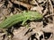 Green, emerald lizard on the background of dried leaves. Springtime