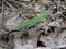 Green, emerald lizard on the background of dried leaves. Springtime
