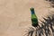 Green empty glass bottle of water in golden sand with palm leaf shadow. Summer vacation. Refreshment idea. Trash on the