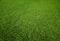 Green empty lawn texture background