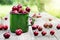Green enameled mug full of ripe cherries on wooden bench in summer garden.
