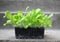 Green endive lettuce seedlings