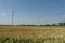 green energy windmill nature electricity environment corn cereals flowers