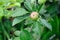 Green English apple, with red blush, ripening