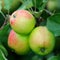 Green English apples, with a red blush, ripening