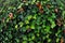 Green English Ivy