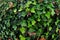 Green English Ivy