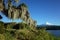 Green environment Nature of Chile, Pucon. Spanish moss hanging from tree, Snowy cone of Villarrica volcano