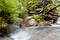 Green environment and refreshing river flow from Tiu Kelep waterfall, Lombok, Indonesia.