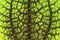 Green Episcia cupreata
