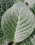 Green episcia leaf texture