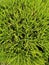 Green erica heath heather background