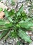 Green eryngium foetidum plant in nature garden