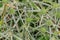 Green Eryngium planum on green greased background close-up
