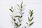 Green eucalyptus leaves on sprigs, white background