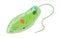 Green euglena