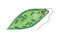 Green euglena