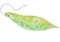 Green euglena