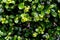 Green Eukien tea leaves texture.