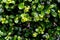 Green Eukien tea leaves texture
