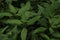 Green Eupatorium Fortunei plant photographed in the dark