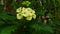 Green euphorbia flowers