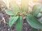 green Euphorbia Hirta plant in the garden