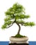 Green european larch (Larix decidua) as bonsai tree